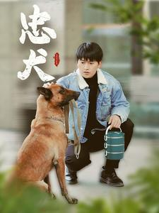 忠犬（34集）短剧太精彩